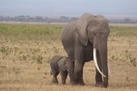 340 Amboseli Nationalpark