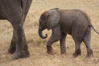 341 Amboseli Nationalpark
