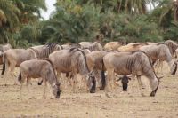 344 Amboseli Nationalpark