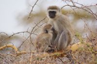 345 Grüne Meerkatzen im  Amboseli Nationalpark