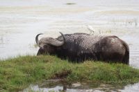 347 Büffel und Kuhreiher im Amboseli Nationalpark