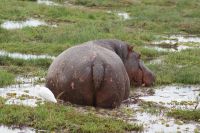 348 Flusspferd im  Amboseli Nationalpark