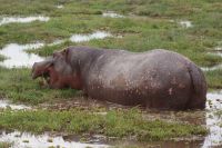 349 Amboseli Nationalpark