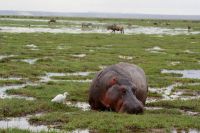 352 Amboseli Nationalpark