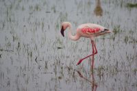 354 Amboseli Nationalpark