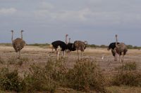 356  Amboseli Nationalpark