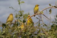 357 Webervögel im Amboseli Nationalpark