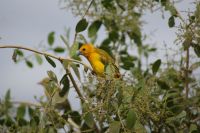 358  Amboseli Nationalpark