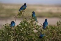 359 Glanzstare im  Amboseli Nationalpark