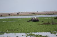 361 Amboseli Nationalpark