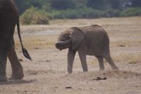 363 Amboseli Nationalpark