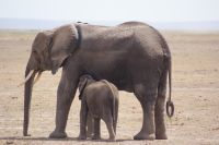 364 Amboseli Nationalpark
