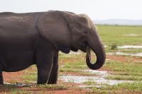 366 Amboseli Nationalpark