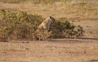 367 Löwin im  Amboseli Nationalpark