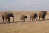 370 Amboseli Nationalpark