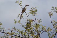 378 Rotschnabel Toko Tsavo West Nationalpark