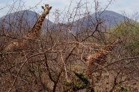 379 Masai Giraffen Tsavo West Nationalpark