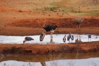 381 Wasserloch Kilanguni Lodge Tsavo West Nationalpark