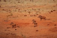 383 Rote Warzenschweine Kilanguni Lodge Tsavo West Nationalpark