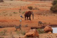385 Wasserloch Kilanguni Lodge Tsavo West Nationalpark
