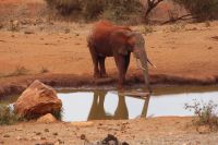 386 Wasserloch Kilanguni Lodge Tsavo West Nationalpark