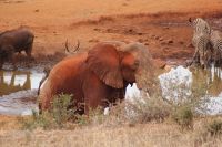 387 Wasserloch Kilanguni Lodge Tsavo West Nationalpark