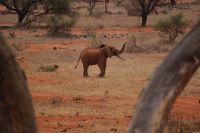 390 Wasserloch Kilanguni Lodge Tsavo West Nationalpark