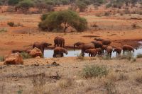391 Elefantenherde Kilanguni Lodge Tsavo West Nationalpark