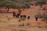 394 Elefantenherde Kilanguni Lodge Tsavo West Nationalpark