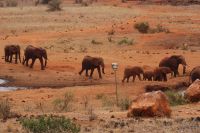 395 Elefantenherde Kilanguni Lodge Tsavo West Nationalpark
