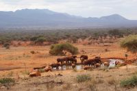 397 Elefantenherde Kilanguni Lodge Tsavo West Nationalpark