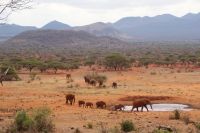 398 Elefantenherde Kilanguni Lodge Tsavo West Nationalpark