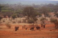 400 Elefantenherde Kilanguni Lodge Tsavo West Nationalpark