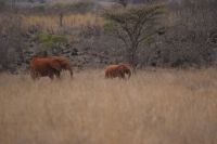 401 Elefantenherde Kilanguni Lodge Tsavo West Nationalpark