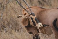 402 Oryx Antilope Tsavo West Nationalpark