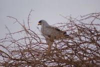 403 Habicht Tsavo West Nationalpark