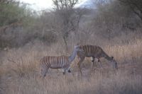 413 Kudu Kühe Tsavo West Nationalpark