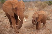 421 Tsavo Ost Nationalpark