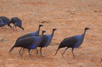 427 Geierkopfperlhühner