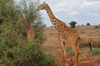 428 Masai Giraffen in Tsavo Ost 
