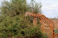 429 Masai Giraffen in Tsavo Ost 