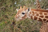 430 Masai Giraffen in Tsavo Ost 