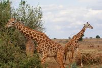 431 Masai Giraffen in Tsavo Ost 