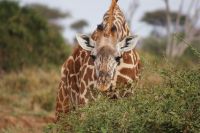 432 Masai Giraffen in Tsavo Ost 