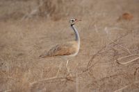 434 Trappe in Tsavo Ost 