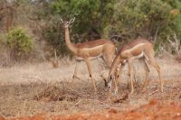 435 Giraffenhalsantilopen in Tsavo Ost 