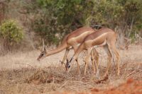436 Giraffenhalsantilopen in Tsavo Ost 