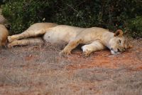 438 Löwinnen in Tsavo Ost 