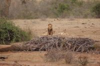 443 Löwen in Tsavo Ost 