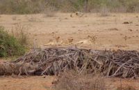 444 Löwen in Tsavo Ost 